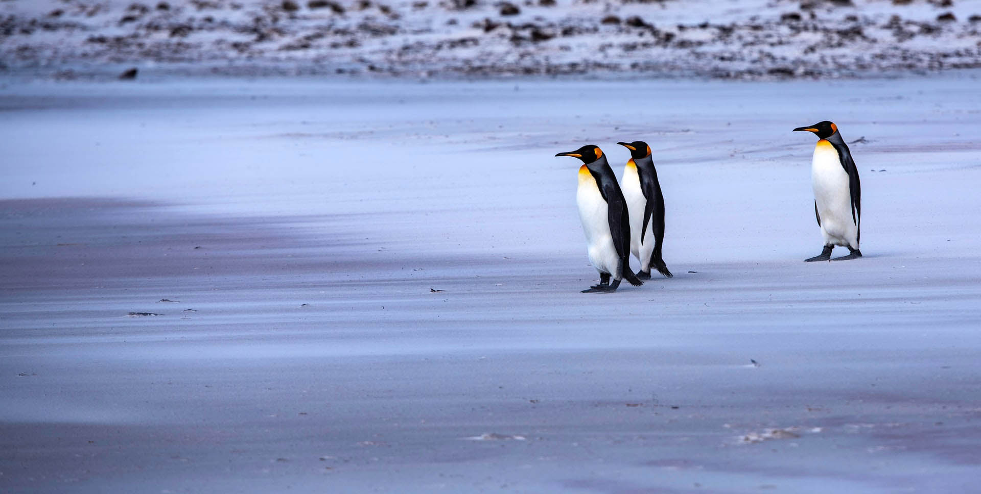 pinguini imperatore isole falkland