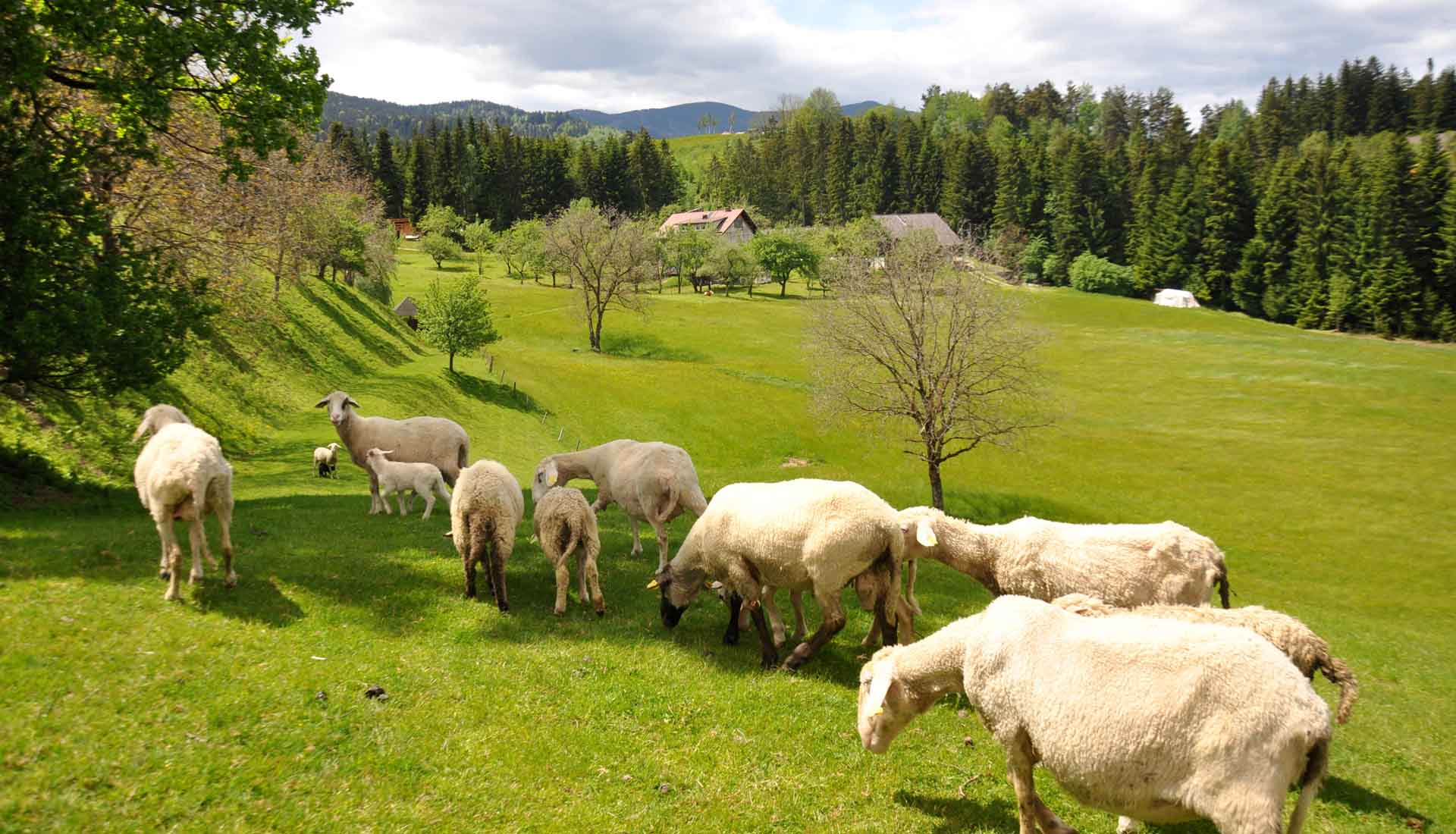 allevamento di pecore in slovenia nella regione della koroska